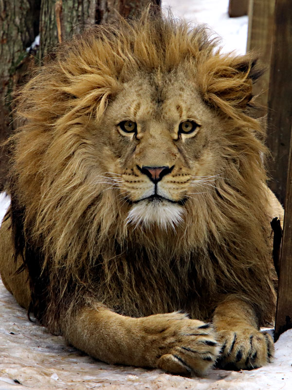 African Lion Vern 2.5 years old at GarLyn Zoo